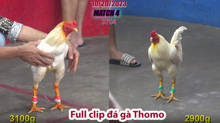 CPC4- TRẬN 4 | đá gà Thomo | 10/20/2023