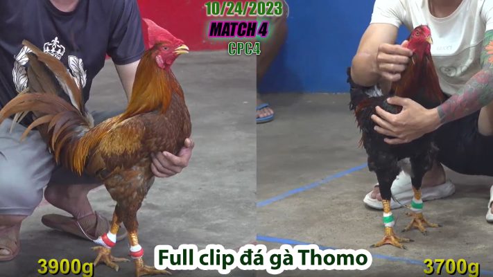 CPC4- TRẬN 4 | đá gà Thomo | 10/24/2023