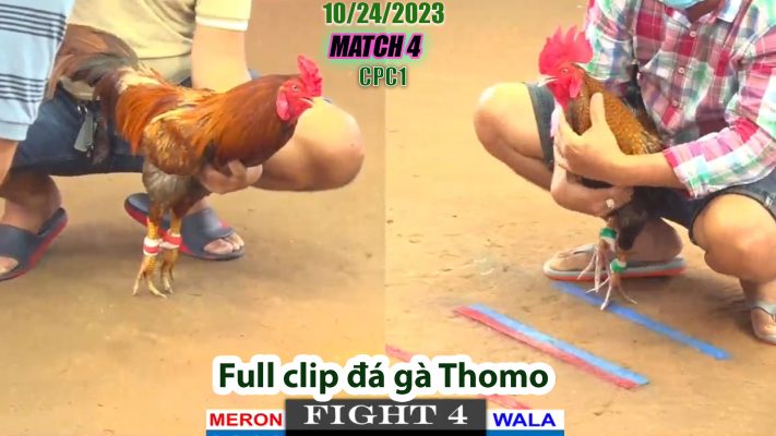 CPC1- TRẬN 4 | đá gà Thomo | 10/24/2023