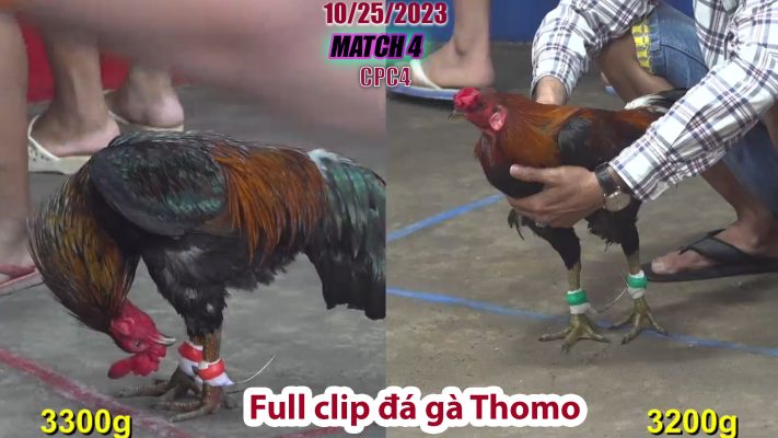 CPC4- TRẬN 4| đá gà Thomo | 10/25/2023