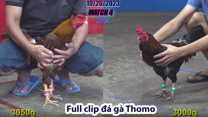 CPC4- TRẬN 4 | đá gà Thomo | 10/26/2023