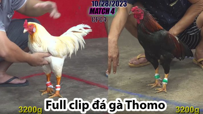 CPC4- TRẬN 4 | đá gà Thomo | 10/28/2023