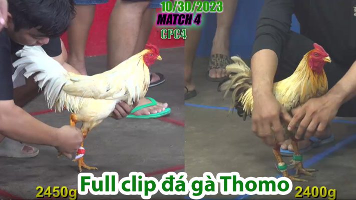 CPC4- TRẬN 4 | đá gà Thomo | 10/30/2023