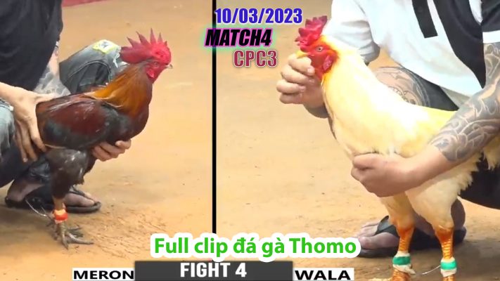 CPC3- TRẬN 4| đá gà Thomo | 10/03/2023