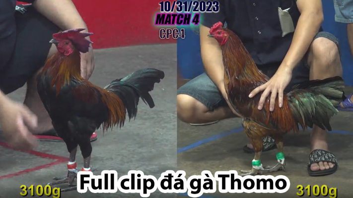 CPC4- TRẬN 4 | đá gà Thomo | 10/31/2023