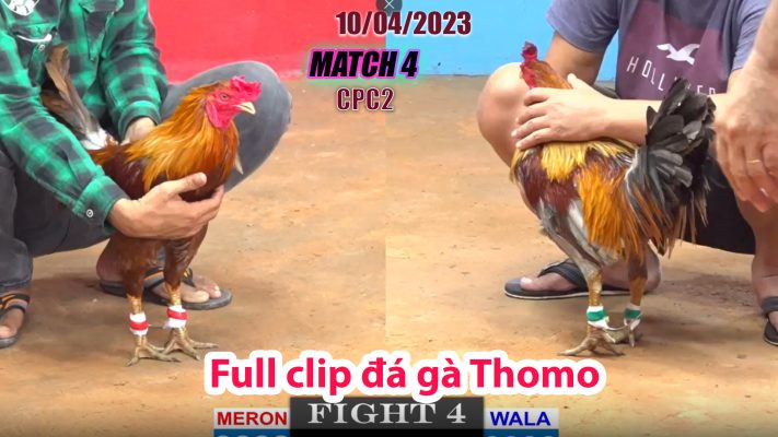 CPC2- TRẬN 4 | đá gà Thomo | 10/04/2023