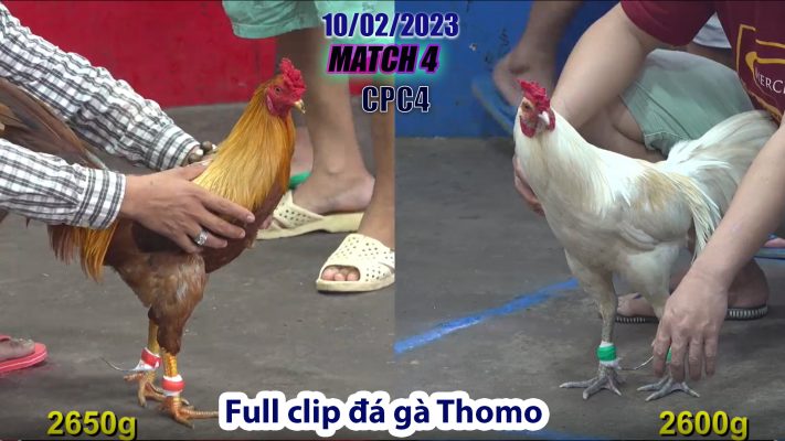 CPC4- TRẬN 4 | đá gà Thomo | 10/02/2023