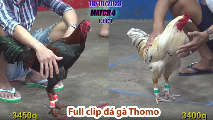 CPC4- TRẬN 4 | đá gà Thomo | 10/10/2023