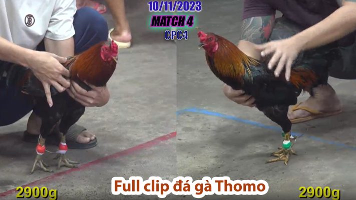 CPC4- TRẬN 4 | đá gà Thomo | 10/11/2023