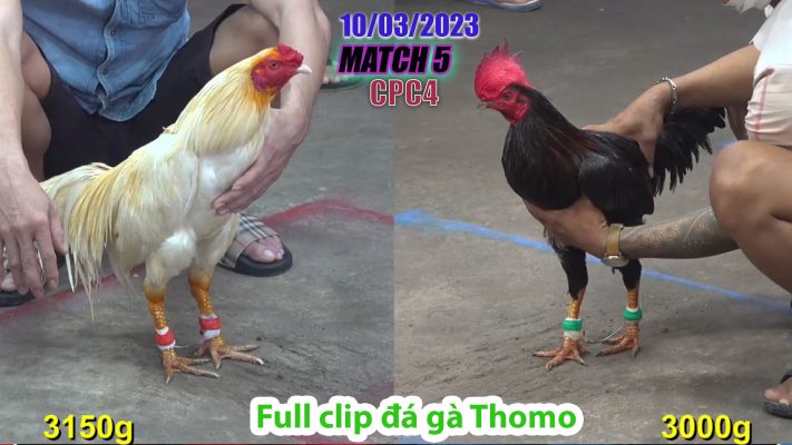 CPC4- TRẬN 5 | đá gà Thomo | 10/03/2023