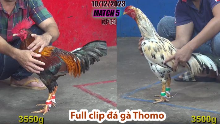 CPC4- TRẬN 5 | đá gà Thomo | 10/12/2023