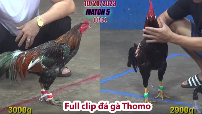 CPC4- TRẬN 5 | đá gà Thomo | 10/20/2023