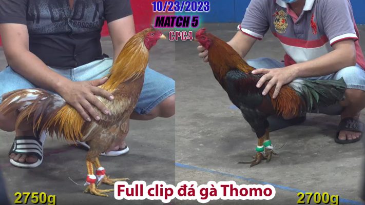 CPC4- TRẬN 5 | đá gà Thomo | 10/23/2023