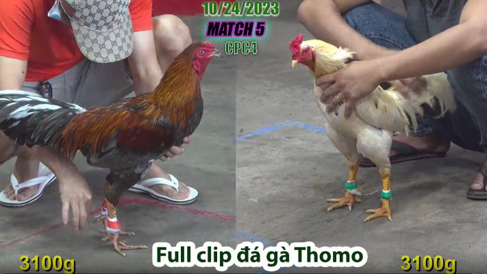 CPC4- TRẬN 5| đá gà Thomo | 10/24/2023