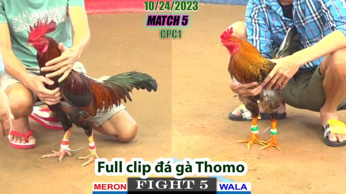 CPC1- TRẬN 5 | đá gà Thomo | 10/24/2023