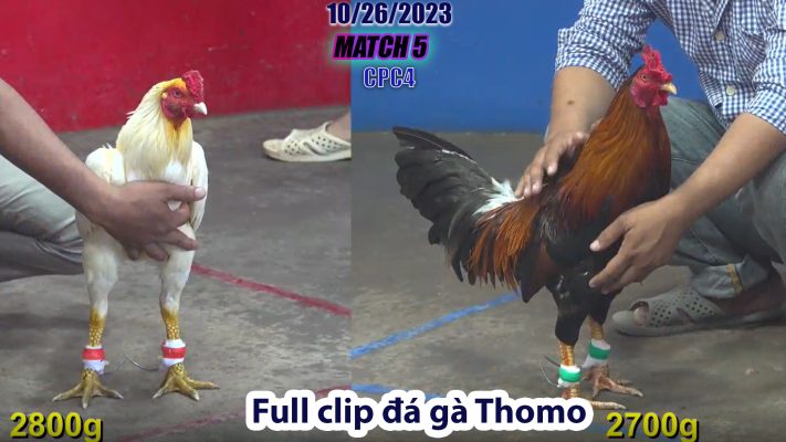 CPC4- TRẬN 5 | đá gà Thomo | 10/26/2023