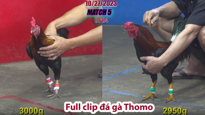 CPC4- TRẬN 5 | đá gà Thomo | 10/27/2023