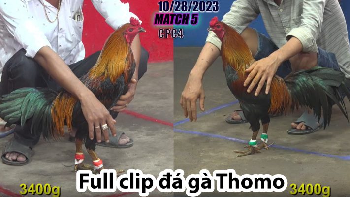 CPC4- TRẬN 5 | đá gà Thomo | 10/28/2023