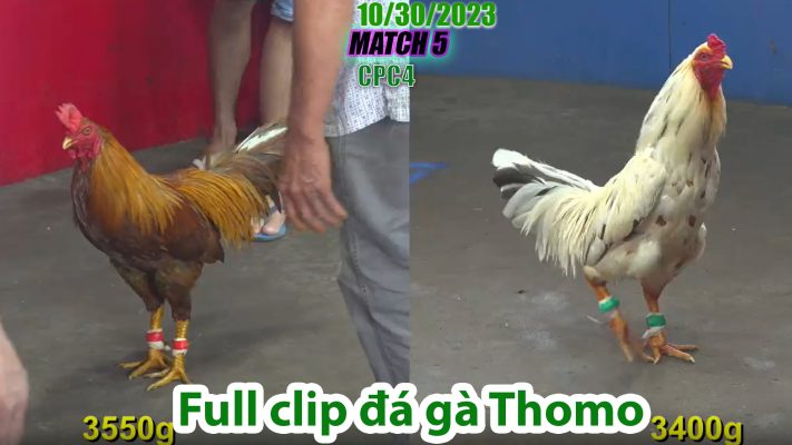 CPC4- TRẬN 5 | đá gà Thomo | 10/30/2023