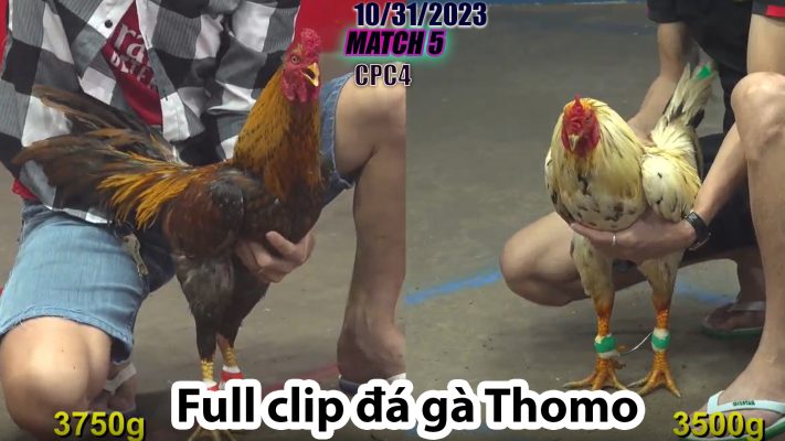 CPC4- TRẬN 5 | đá gà Thomo | 10/31/2023