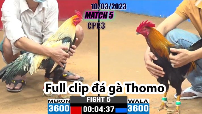 CPC3- TRẬN 5 | đá gà Thomo | 10/03/2023