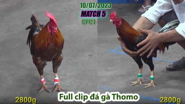 CPC4- TRẬN 5| đá gà Thomo | 10/07/2023