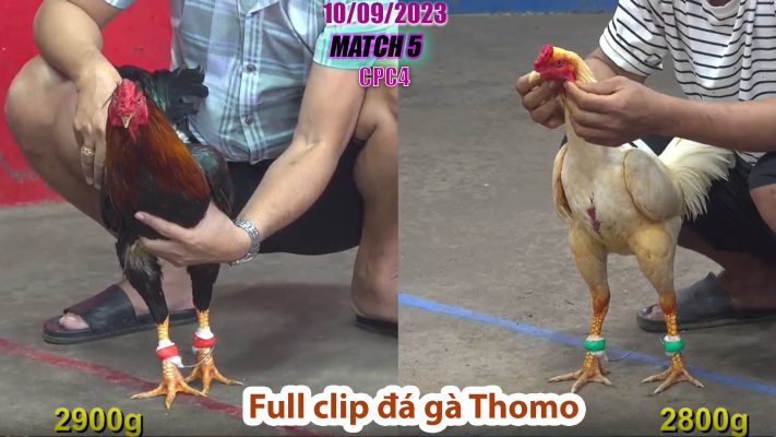 CPC4- TRẬN 5 | đá gà Thomo | 10/09/2023