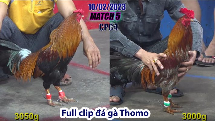 CPC4- TRẬN 5| đá gà Thomo | 10/02/2023