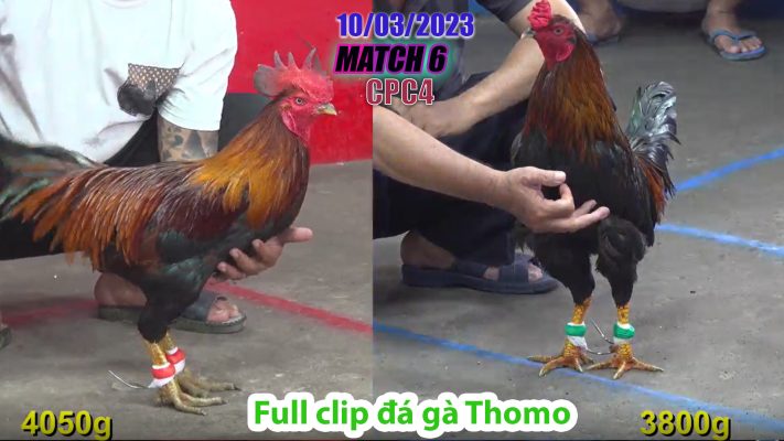 CPC4- TRẬN 6 | đá gà Thomo | 10/03/2023