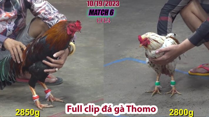 CPC4- TRẬN 6| đá gà Thomo | 10/19/2023