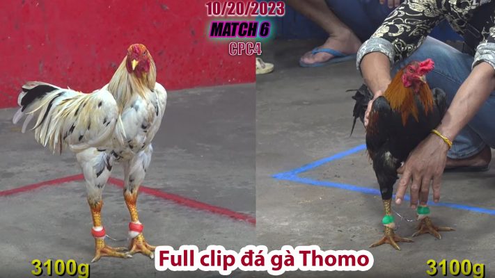 CPC4- TRẬN 6 | đá gà Thomo | 10/20/2023