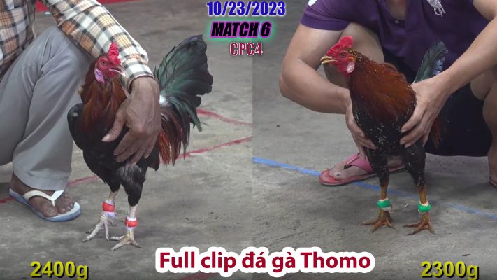 CPC4- TRẬN 6 | đá gà Thomo | 10/23/2023