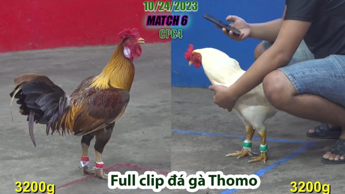 CPC4- TRẬN 6| đá gà Thomo | 10/24/2023