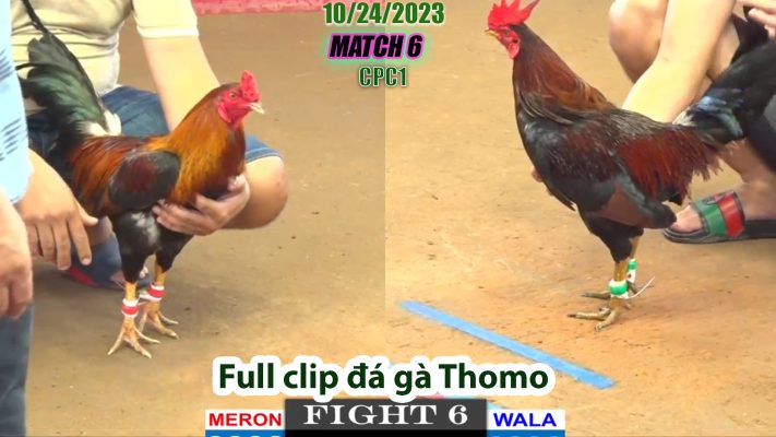 CPC1- TRẬN 6 | đá gà Thomo | 10/24/2023