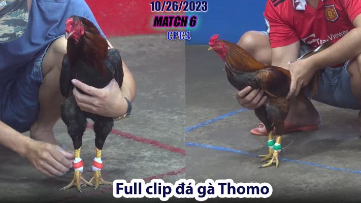 CPC4- TRẬN 6 | đá gà Thomo | 10/26/2023