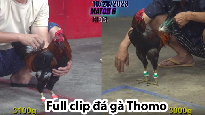 CPC4- TRẬN 6 | đá gà Thomo | 10/28/2023