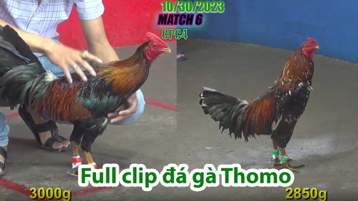 CPC4- TRẬN 6 | đá gà Thomo | 10/30/2023