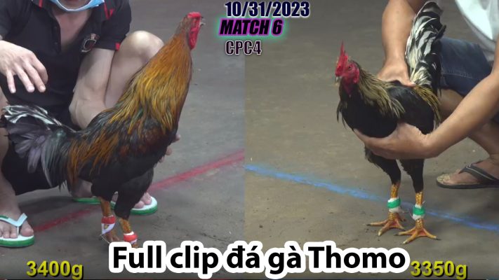 CPC4- TRẬN 6 | đá gà Thomo | 10/31/2023