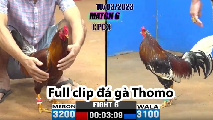 CPC3- TRẬN 6 | đá gà Thomo | 10/03/2023