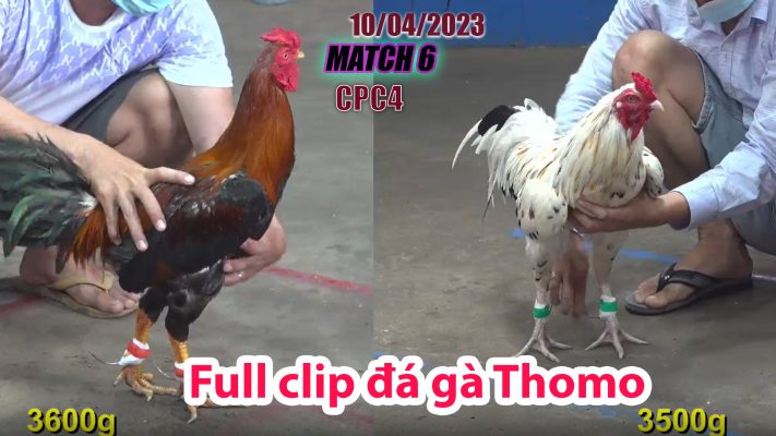 CPC4- TRẬN 6 | đá gà Thomo | 10/04/2023