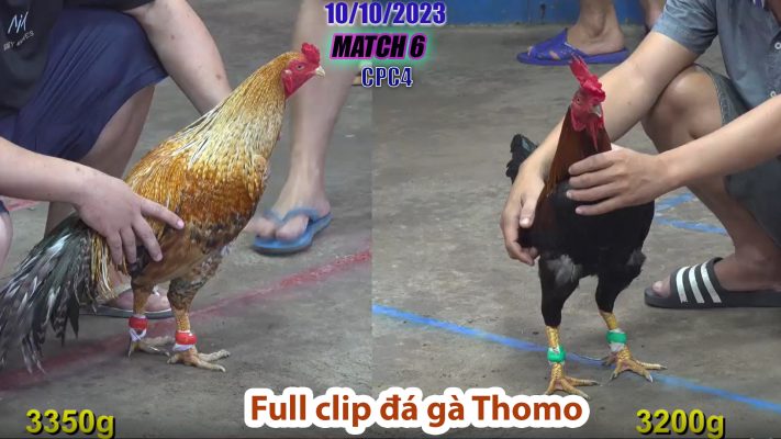 CPC4- TRẬN 6 | đá gà Thomo | 10/10/2023