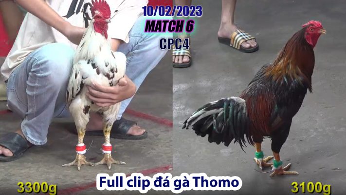 CPC4- TRẬN 6 | đá gà Thomo | 10/02/2023