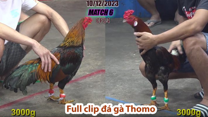 CPC4- TRẬN 6 | đá gà Thomo | 10/12/2023