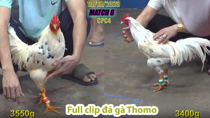 CPC4- TRẬN 6 | đá gà Thomo | 10/18/2023