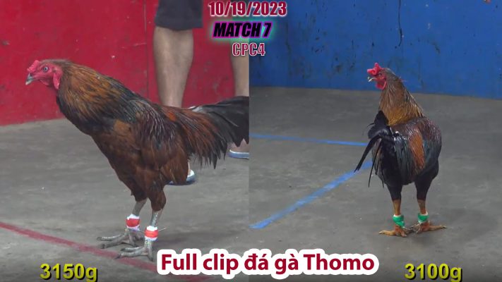 CPC4- TRẬN 7 | đá gà Thomo | 10/19/2023