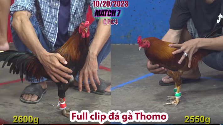 CPC4- TRẬN 7 | đá gà Thomo | 10/20/2023