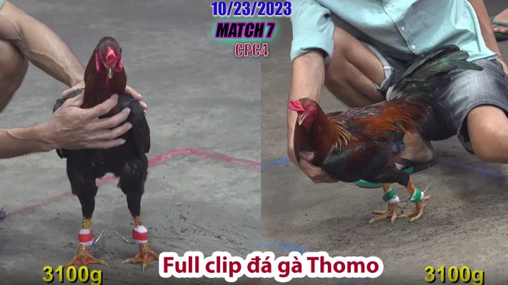 CPC4- TRẬN 7 | đá gà Thomo | 10/23/2023