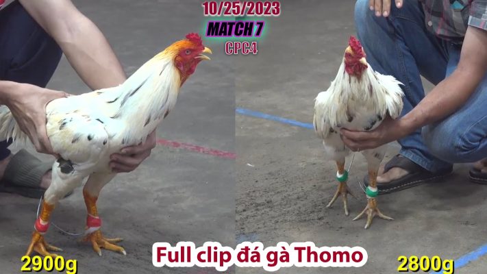 CPC4- TRẬN 7 | đá gà Thomo | 10/25/2023