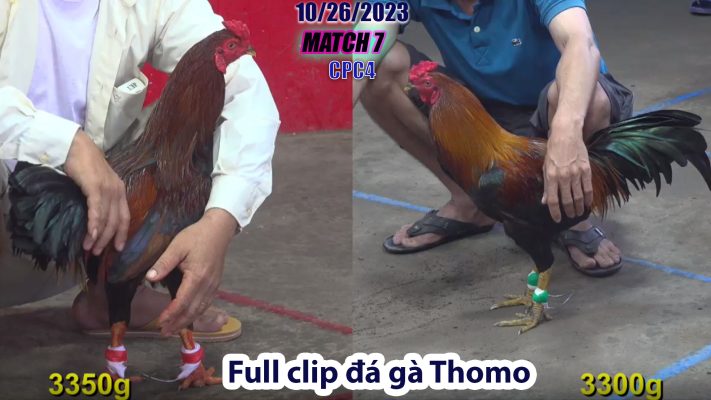 CPC4- TRẬN 7 | đá gà Thomo | 10/26/2023