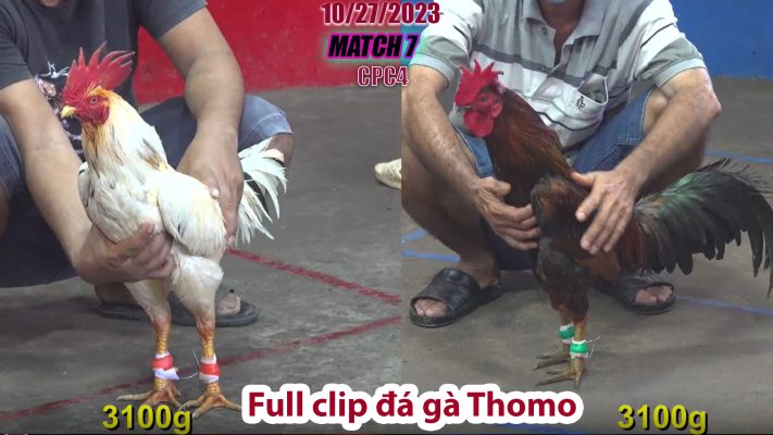 CPC4- TRẬN 7| đá gà Thomo | 10/27/2023